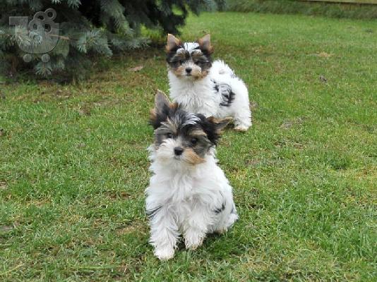 δύο κουτάβια biewer yorkshire terrier ψάχνουν για ένα νέο σπίτι....